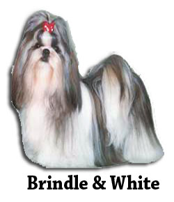 Brindle & White